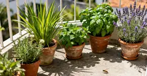 Foto: (Imagem sem texto alternativo disponivel ID [2678042])