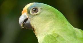 WWF abre inscrições para bolsa de estudos sobre conservação