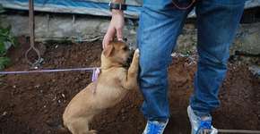 Foto: (Imagem sem texto alternativo disponivel ID [1059299])