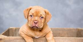 O que são os ‘olhos de cachorro’, a estratégia canina que conquista corações humanos