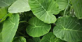 Descubra como essa planta pode ajudar a prevenir a anemia