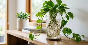 As 3 plantas de interior que vivem na água e purificam o ar: elas decoram qualquer canto