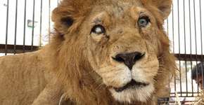 Foto: (Imagem sem texto alternativo disponivel ID [948228])