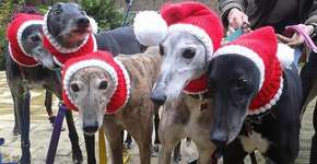 Foto: (Imagem sem texto alternativo disponivel ID [1002230])