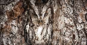 Foto: (Imagem sem texto alternativo disponivel ID [723496])