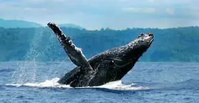 Foto: (Divulgação)