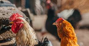 Foto: (Zahaoha/Pexels)