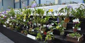 Santo André recebe 49º Festival de Flores neste fim de semana