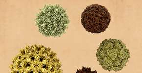 Foto: (selvanegra/istock)