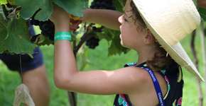 São Roque tem festa dedicada à pisa da uva; veja datas