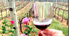 Roteiro pelas vinícolas da Serra da Mantiqueira