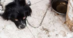 Foto: (David_Bokuchava/istock)