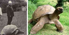 Foto: (Imagem sem texto alternativo disponivel ID [1828543])