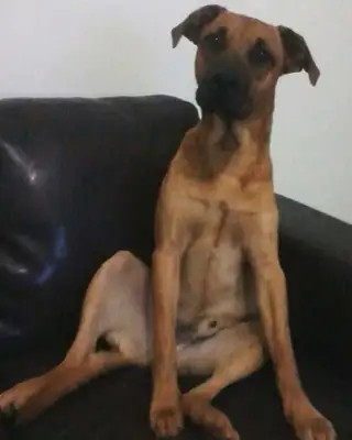 Veja alguns dos cães e gatos que já estão participando do #MostreABarriguinha!