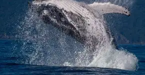 Foto: (Divulgação/Projeto Baleia à Vista)