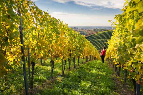 Rota do Vinho de Baden