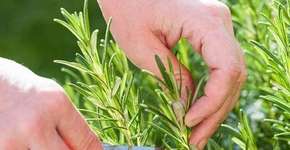 Foto: (Imagem sem texto alternativo disponivel ID [1060999])