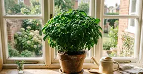 Como os tailandeses cultivam manjericão para que ele tenha folhas abundantes, cresça rápido e possa ser consumido o ano todo. Técnicas simples mesmo em espaço limitado