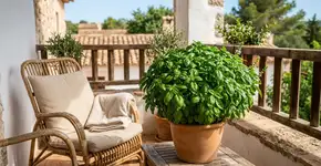 Acabe com os pernilongos da varanda usando folhas de manjericão: simples e sem cheiro forte