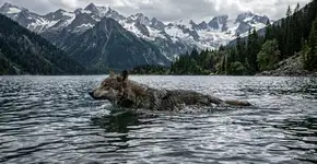Um lobo rastreado por GPS fez algo que ninguém esperava na Suíça: pulou no Lago de Lucerna, e sua jornada deixou os especialistas perplexos