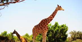 Foto: (Imagem sem texto alternativo disponivel ID [2599842])