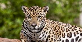 Você sabia que estes 10 animais estão ameaçados de extinção no Brasil?