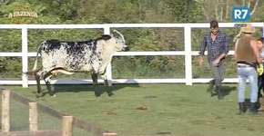 ‘A Fazenda’: vaca avança em Marcos e nos representa muito bem