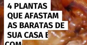 4 plantas que afastam as baratas de sua casa e como cuidar