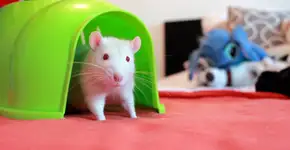 Ratos mutantes quebram barreiras e “falam” pela primeira vez