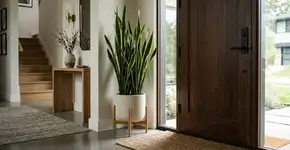 A espada-de-são-jorge que antes era só enfeite, hoje protege a entrada em casas modernas