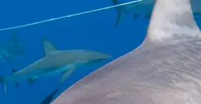 Mais de 70 milhões de tubarões são mortos por ano