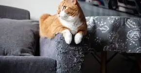 Seu gato arranha os móveis? Veja 7 explicações para esse comportamento 
