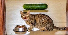 Foto: (Imagem sem texto alternativo disponivel ID [2718834])