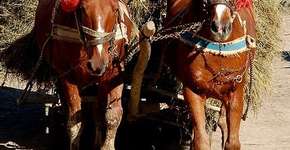 Foto: (Imagem sem texto alternativo disponivel ID [767234])