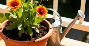 A planta que resiste ao sol mais forte do verão e floresce até em solos pobres