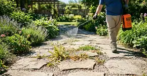 Mais eficiente que o vinagre branco, este produto de jardinagem tão apreciado remove ervas daninhas sem esforço