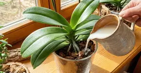 Foto: (Imagem sem texto alternativo disponivel ID [2746204])