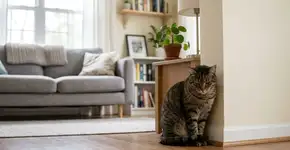 Três sinais que os gatos demonstram quando se sentem “tristes”, desde dicas para distingui-los até boas maneiras de interagir