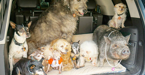 Homem dedica sua vida a cuidar de animais idosos e doentes