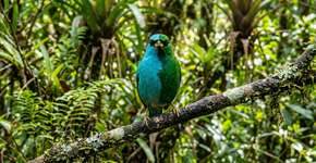 O Brasil está em choque após detectar uma mutação extremamente rara em uma ave selvagem, e a descoberta já está alarmando os especialistas
