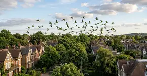 Se você notar periquitos voando perto da sua casa, não é só uma visita barulhenta: as aves podem estar mostrando algo sobre a natureza local