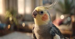 Você entende sua calopsita? Veja 5 fatos surpreendentes