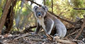 Especialistas anunciam que coalas estão funcionalmente extintos