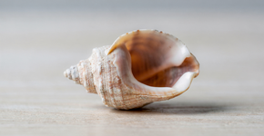 Foto: (Imagem sem texto alternativo disponivel ID [2719649])