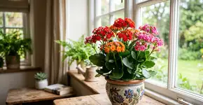 A flor que está causando sensação dentro de casa: veja como cuidar da sua kalanchoe para que ela dure mais tempo.