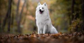 Foto: (Imagem sem texto alternativo disponivel ID [2717008])