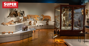 Foto: (Imagem sem texto alternativo disponivel ID [1847568])