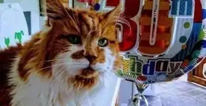 Rubble, o gato mais velho do mundo, morre aos 31 anos