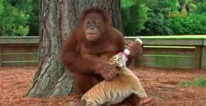 Foto: (Imagem sem texto alternativo disponivel ID [1868091])