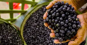 Foto: (Getty Images/iStockphoto)